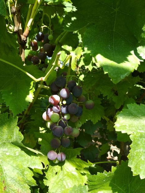 Michelle Palieri - P Vita de vie