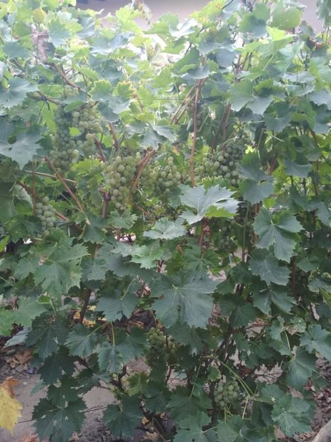 Muscat de Polonia - P Vita de vie