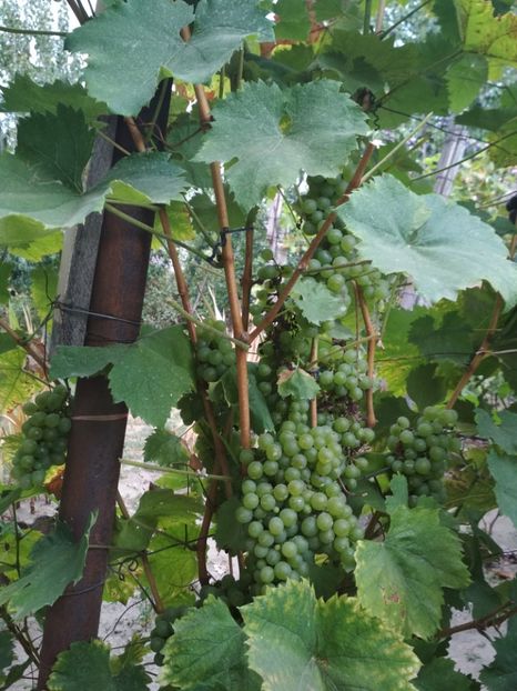 Necunoscuta altoita dulce - P Vita de vie