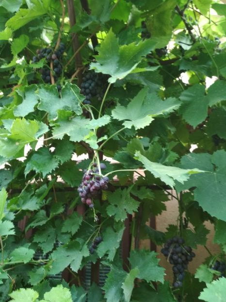 Muscat Hamburg - P Vita de vie