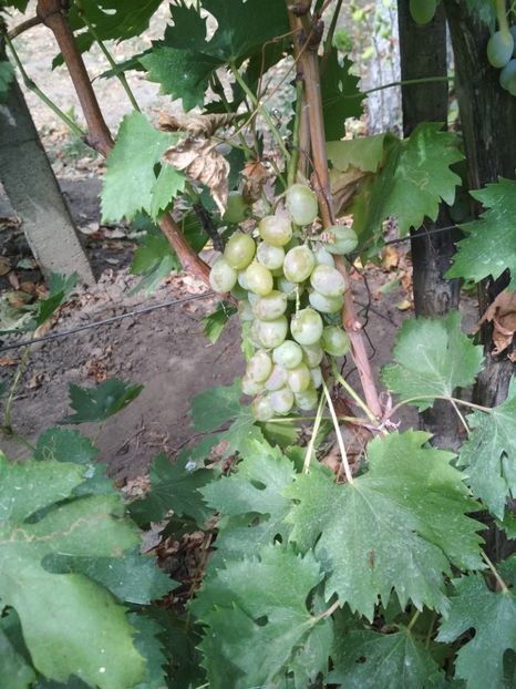 Necunoscuta hibrida foarte dulce - P Vita de vie