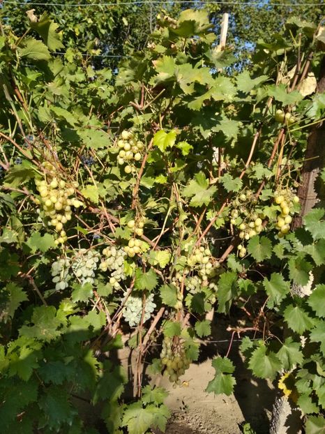 Italia - P Vita de vie