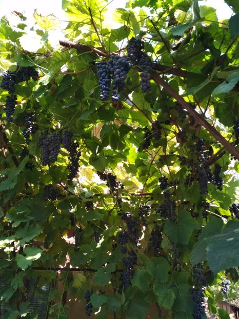 Banateana - P Vita de vie