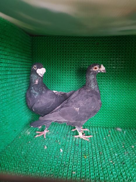 M2016, F2017 - Porumbei vanduti