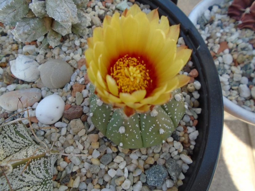 Astrophytum asterias hb. - Cactusi 2019 bis bis