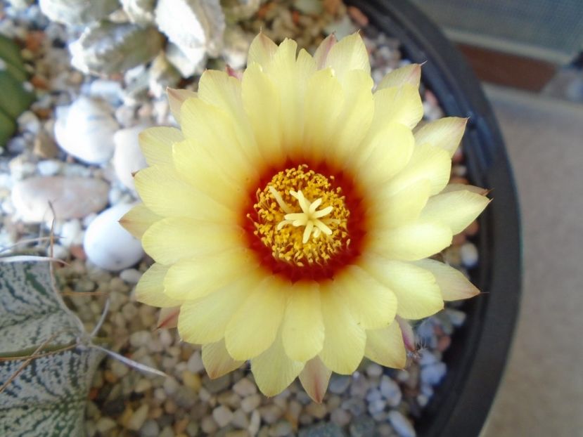 Astrophytum asterias hb. - Cactusi 2019 bis bis