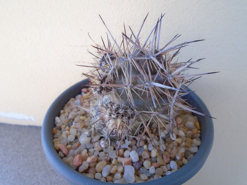 Austrocactus patagonicus - Cactusi 2019 bis bis