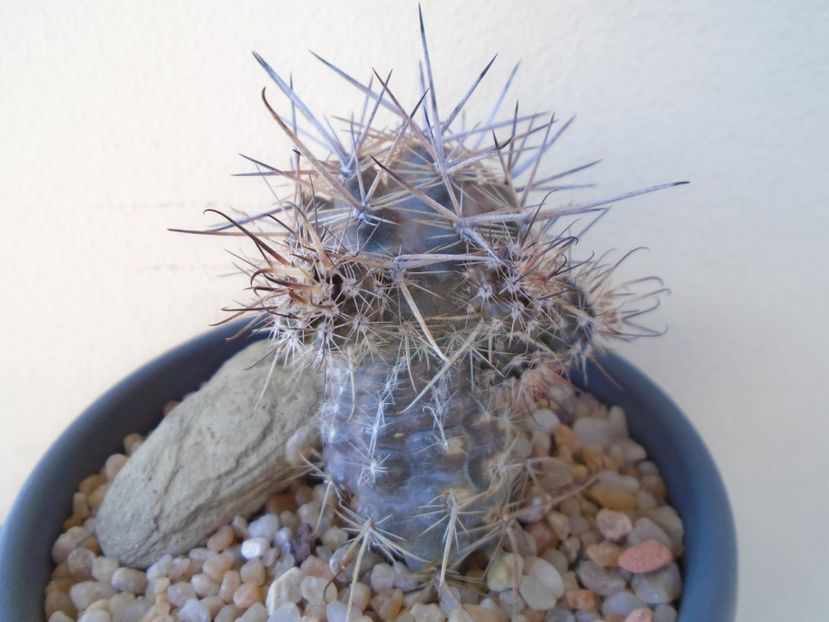 Austrocactus patagonicus - Cactusi 2019 bis bis