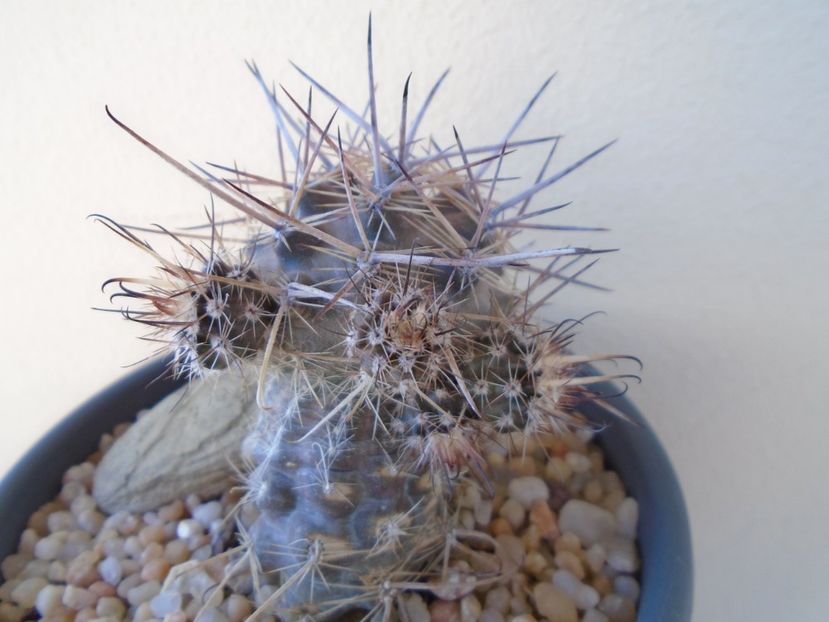 Austrocactus patagonicus - Cactusi 2019 bis bis