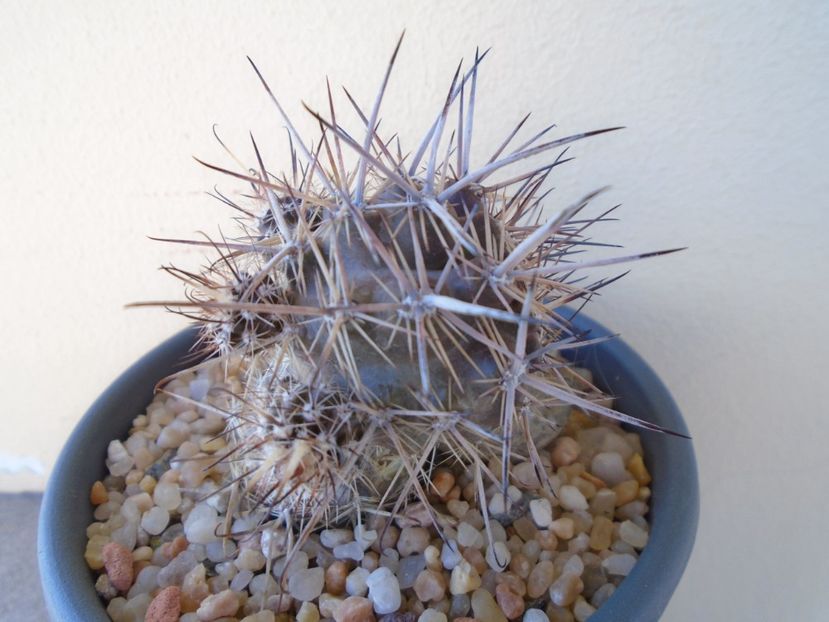 Austrocactus patagonicus - Cactusi 2019 bis bis