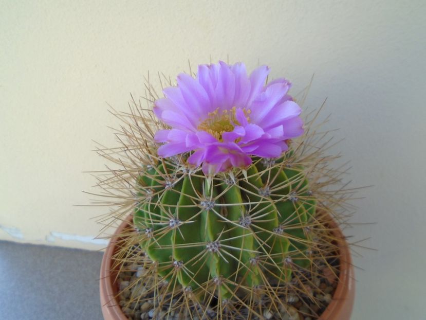 Acanthocalycium spiniflorum - Cactusi 2019 bis bis