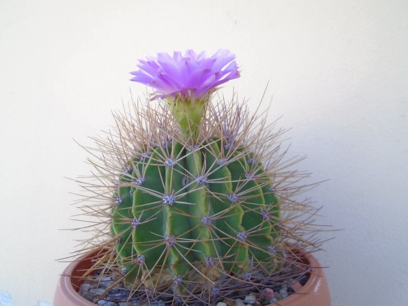 Acanthocalycium spiniflorum - Cactusi 2019 bis bis