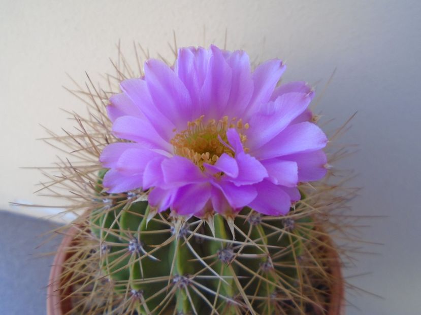 Acanthocalycium spiniflorum - Cactusi 2019 bis bis