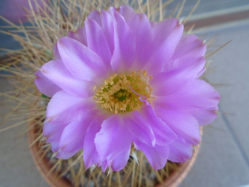 Acanthocalycium spiniflorum - Cactusi 2019 bis bis