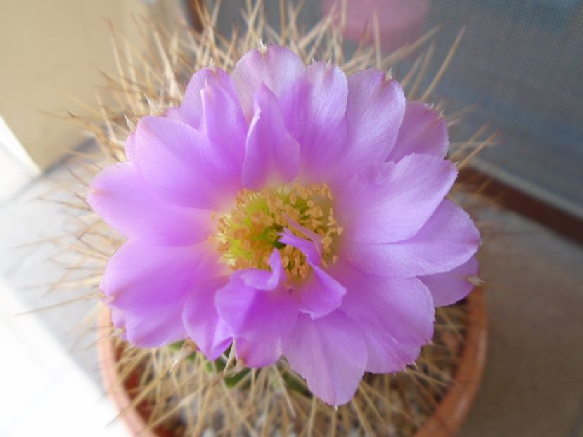 Acanthocalycium spiniflorum - Cactusi 2019 bis bis