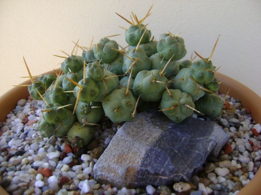 Cumulopuntia rossiana - Cactusi 2019 bis bis