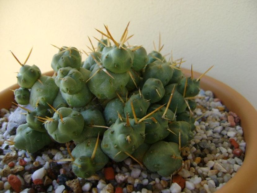 Cumulopuntia rossiana - Cactusi 2019 bis bis