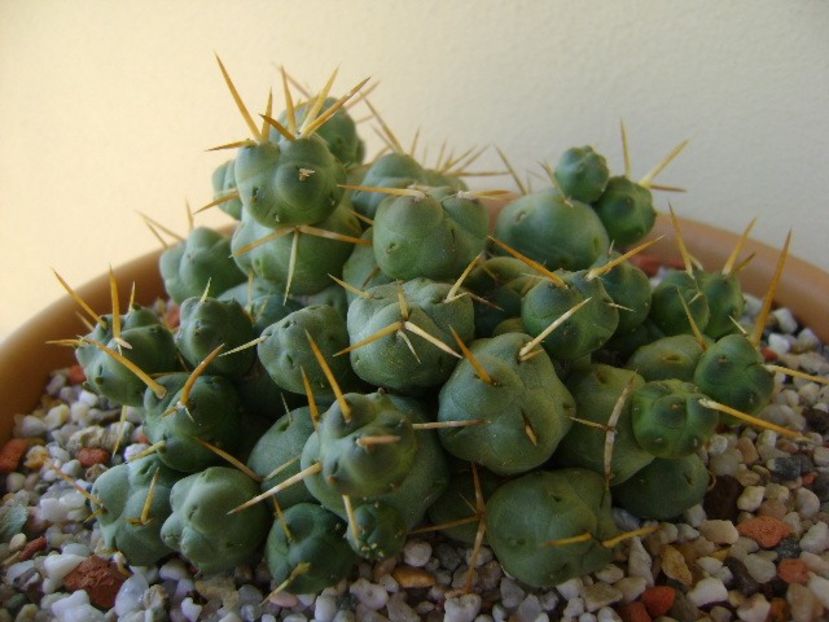 Cumulopuntia rossiana - Cactusi 2019 bis bis