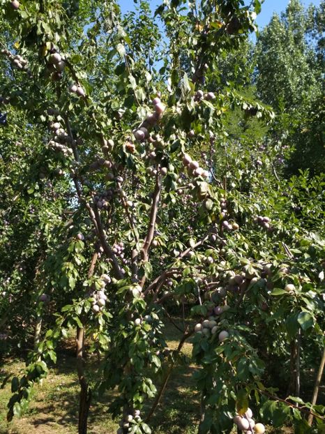 Renclod Althan - Pruni