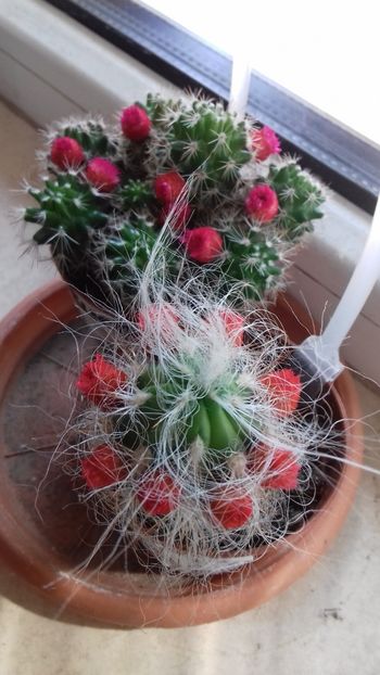 - 003-1 Cactusi