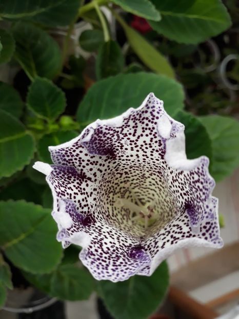 - Gloxinia 2019