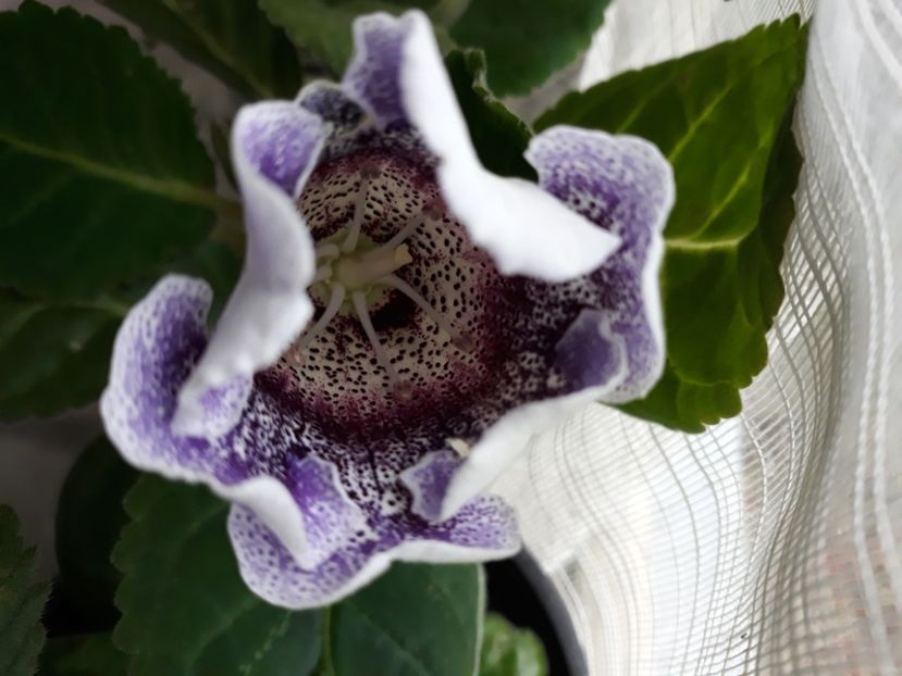  - Gloxinia 2019