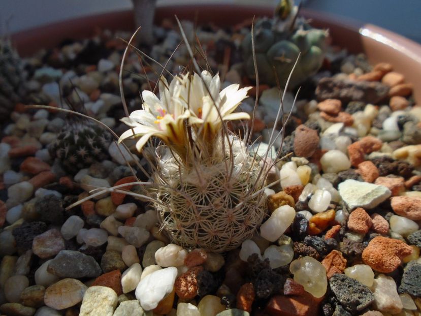 Turbinicarpus dickisoniae - Cactusi 2019 bis bis