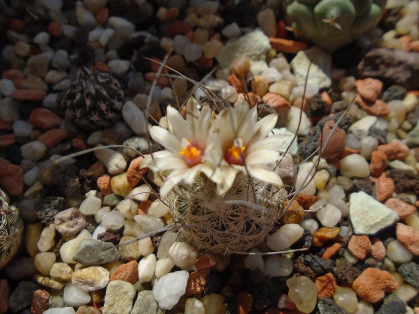 Turbinicarpus dickisoniae - Cactusi 2019 bis bis