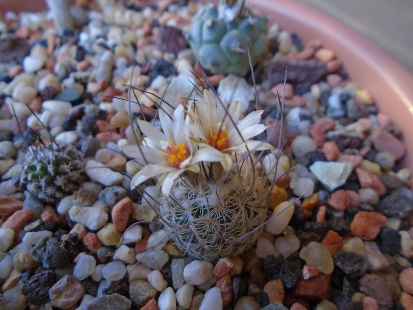 Turbinicarpus dickisoniae - Cactusi 2019 bis bis