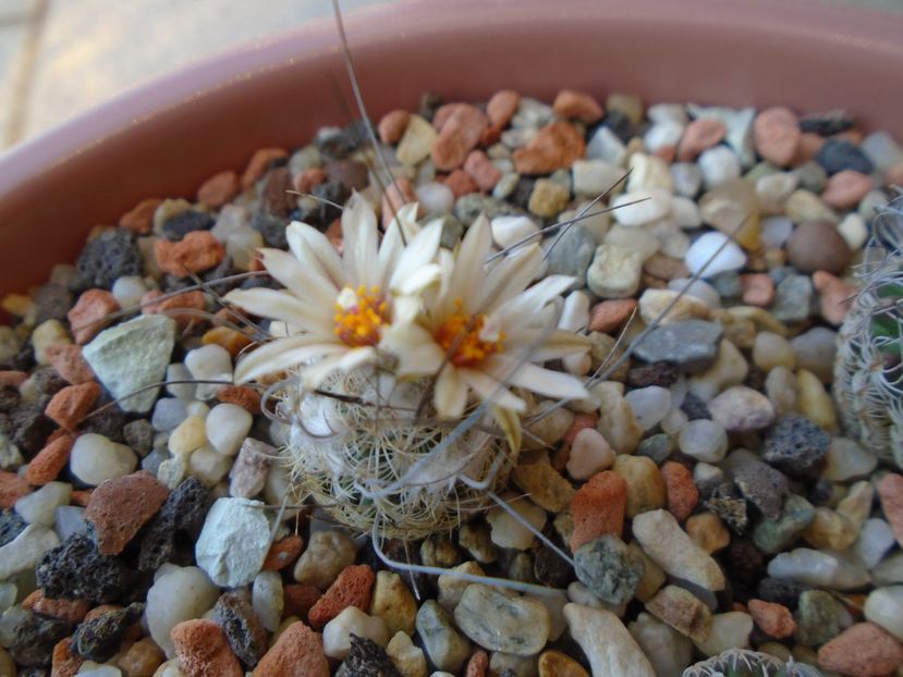 Turbinicarpus dickisoniae - Cactusi 2019 bis bis