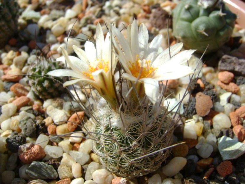 Turbinicarpus dickisoniae - Cactusi 2019 bis bis