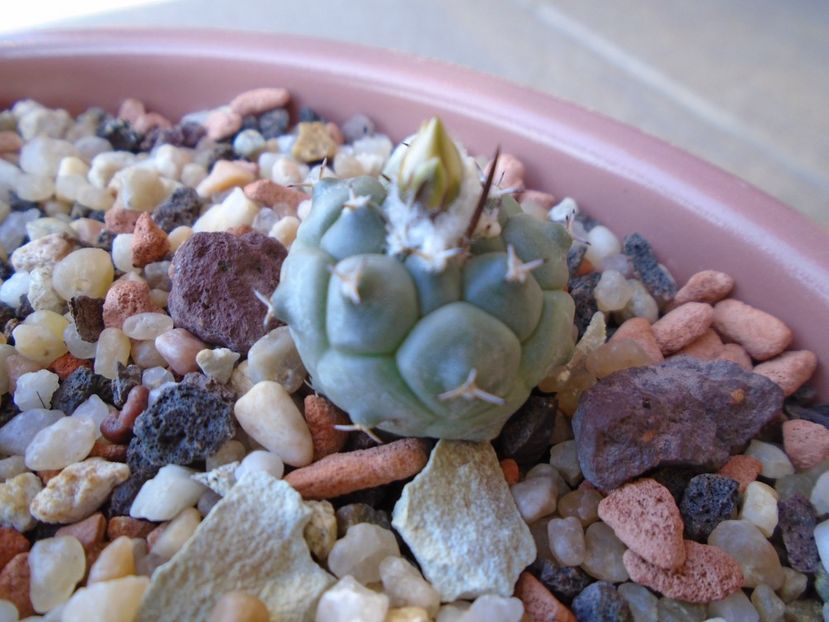 Turbinicarpus lophophoroides - Cactusi 2019 bis bis