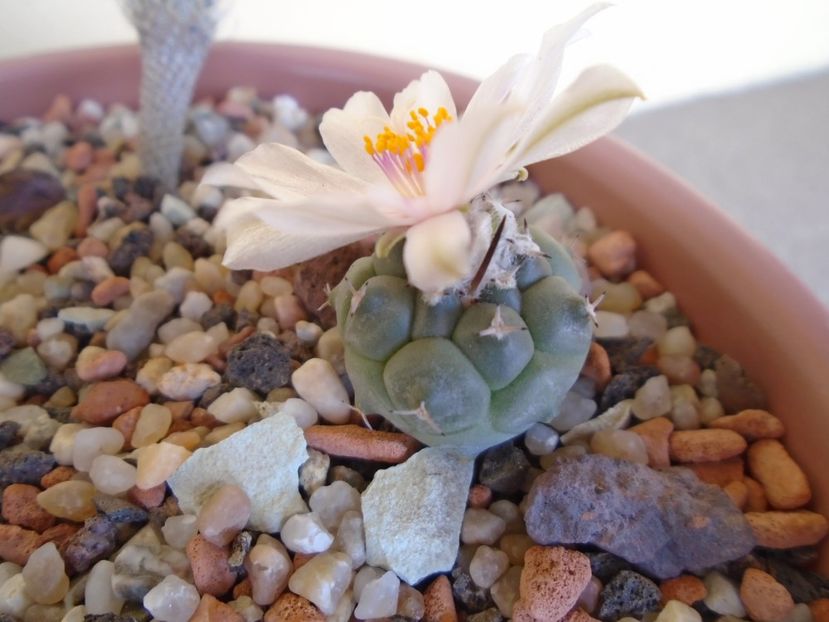 Turbinicarpus lophophoroides - Cactusi 2019 bis bis