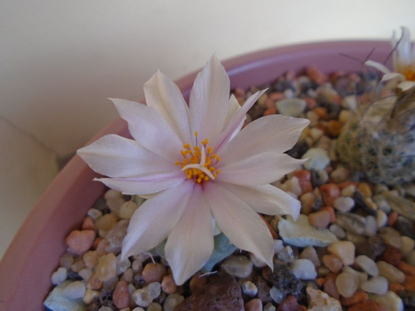Turbinicarpus lophophoroides - Cactusi 2019 bis bis