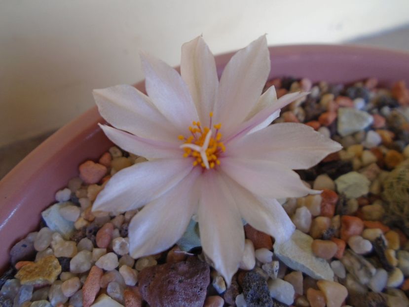 Turbinicarpus lophophoroides - Cactusi 2019 bis bis