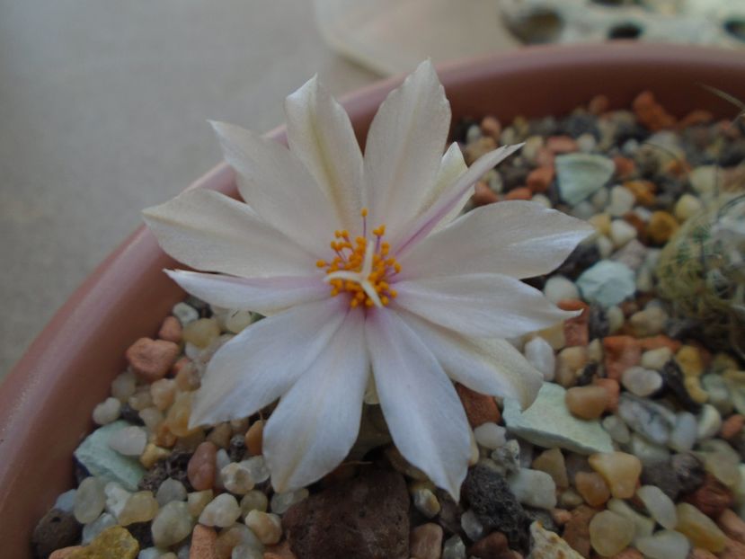 Turbinicarpus lophophoroides - Cactusi 2019 bis bis