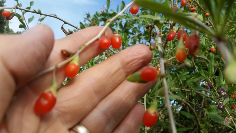  - Arbori fructiferi 2019