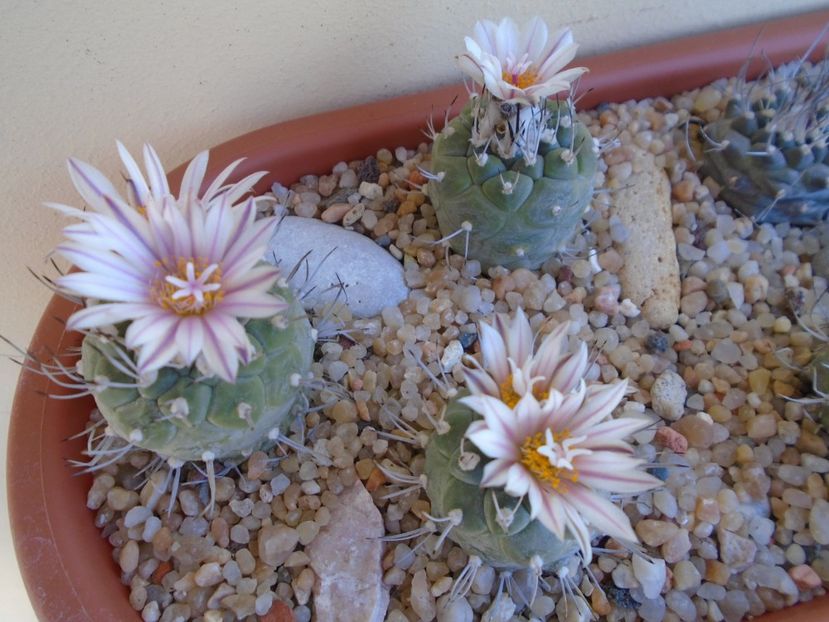 Grup de 3 Turbinicarpus hb. - Cactusi 2019 bis bis