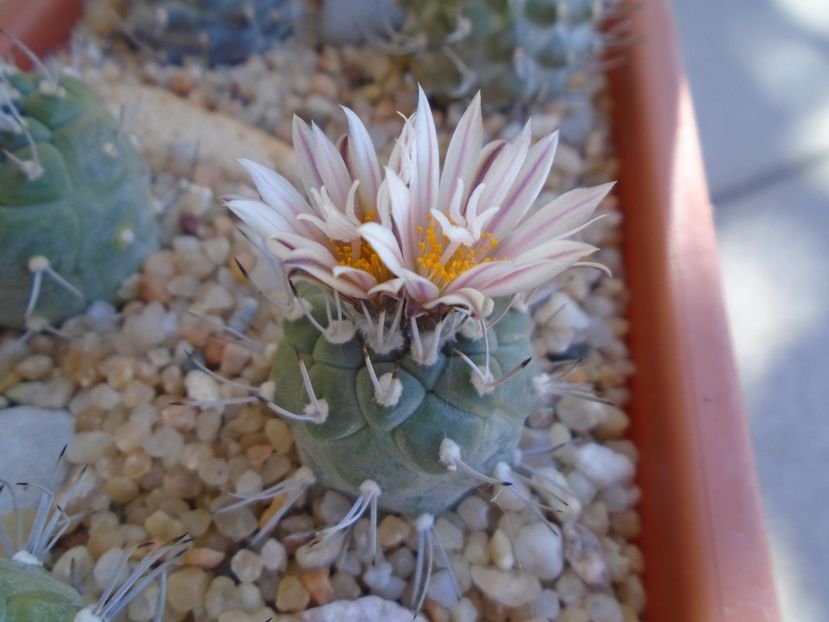 Turbinicarpus hb. - Cactusi 2019 bis bis