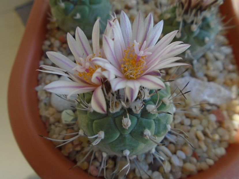 Turbinicarpus hb. - Cactusi 2019 bis bis
