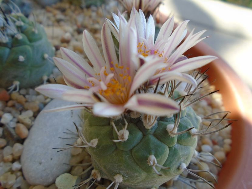 Turbinicarpus hb. - Cactusi 2019 bis bis