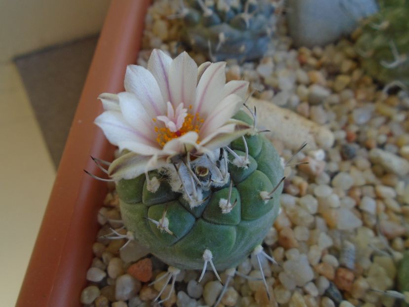 Turbinicarpus hb. - Cactusi 2019 bis bis