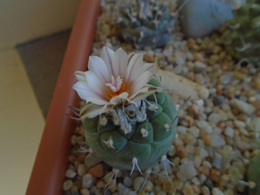 Turbinicarpus hb. - Cactusi 2019 bis bis