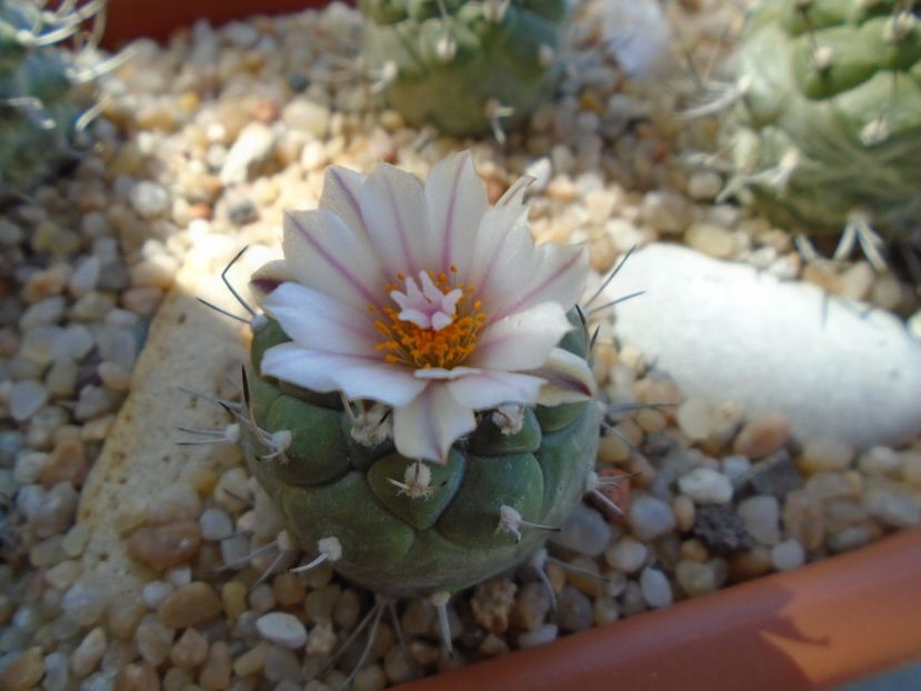 Turbinicarpus hb. - Cactusi 2019 bis bis