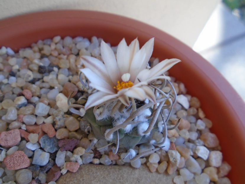 Turbinicarpus klinkerianus - Cactusi 2019 bis bis
