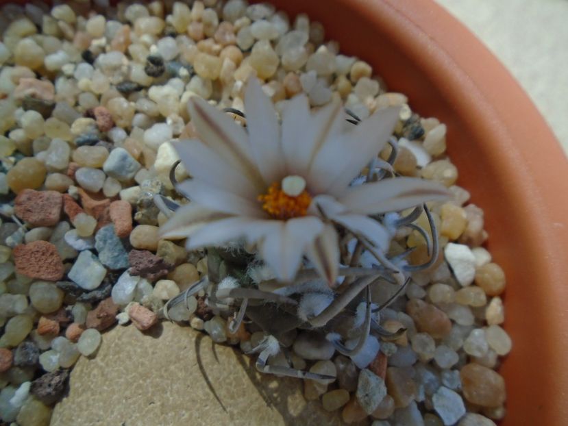 Turbinicarpus klinkerianus - Cactusi 2019 bis bis