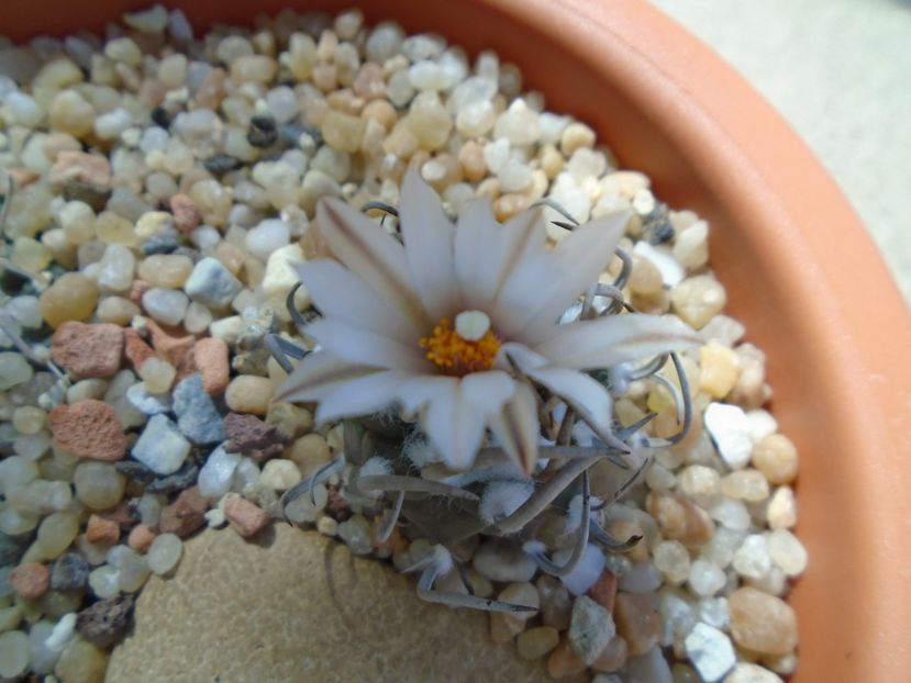 Turbinicarpus klinkerianus - Cactusi 2019 bis bis