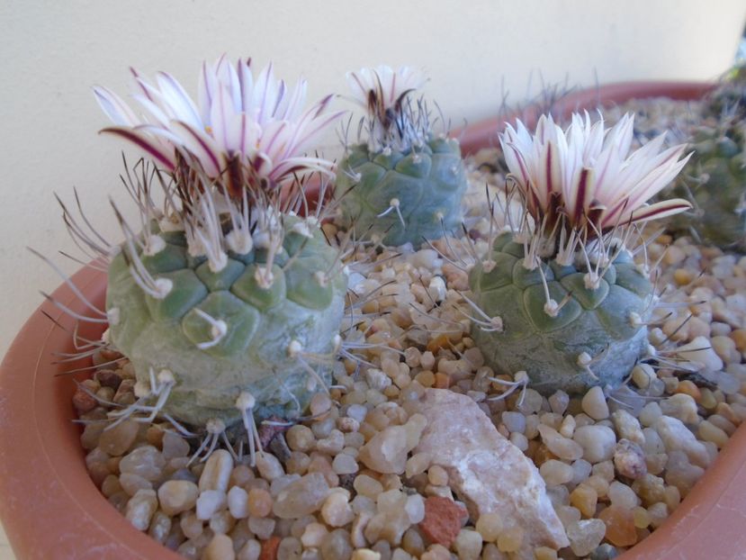 Grup de 3 Turbinicarpus hb. - Cactusi 2019 bis bis