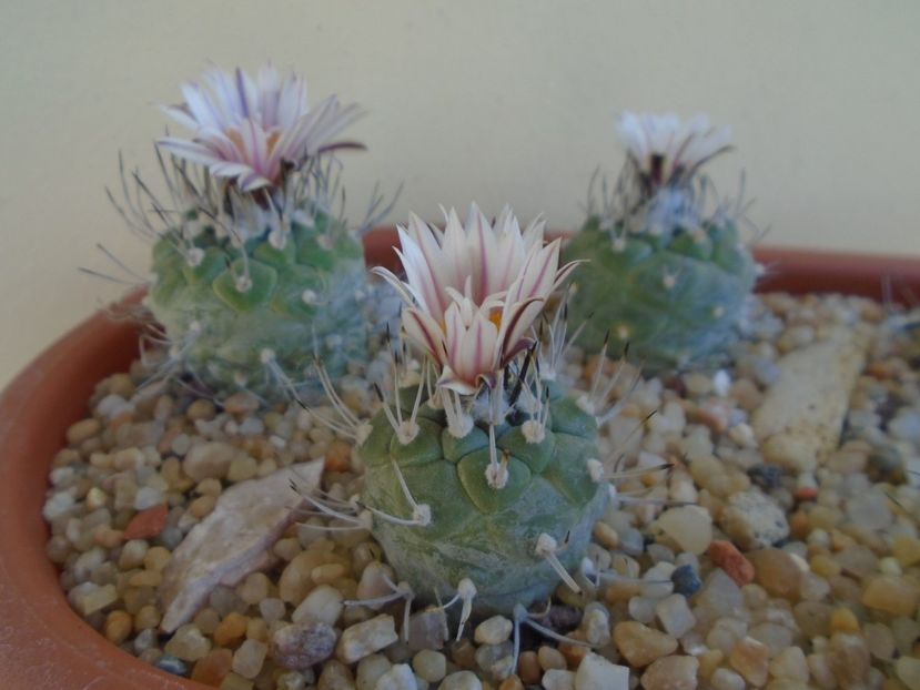 Grup de 3 Turbinicarpus hb. - Cactusi 2019 bis bis