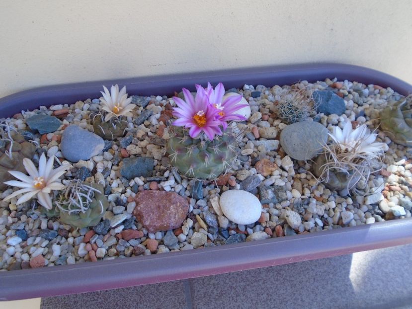 Grup de 7 Turbinicarpus - Cactusi 2019 bis bis